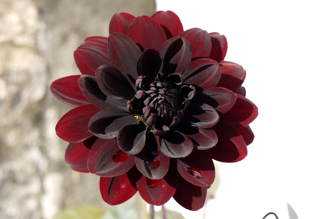 A vibrant Dahlia flower in full bloom against a soft natural background, its intricate layers of petals radiating outward in a perfect geometric spiral, this organic symmetry serves as a metaphor for the unfolding nature of action and the complex beauty of a life shaped by intentional choices, from the blog "Karma as Consequence, Not Punishment" by Dhrruv Tokas.