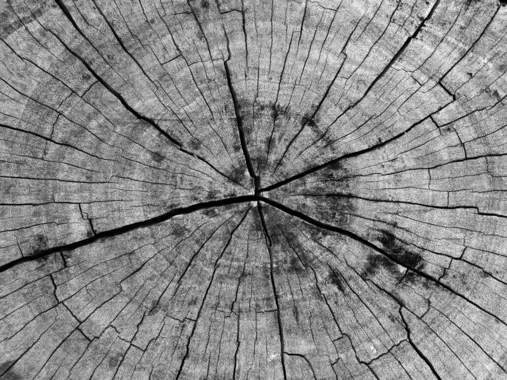 A high-contrast shot of a weathered tree stump showing its intricate growth rings and deep, radiating cracks. The visible layers of old wood symbolize the internal archive of our history and the strength found in integration rather than erasure, from the blog "The Rings of the Tree" by Dhrruv Tokas.