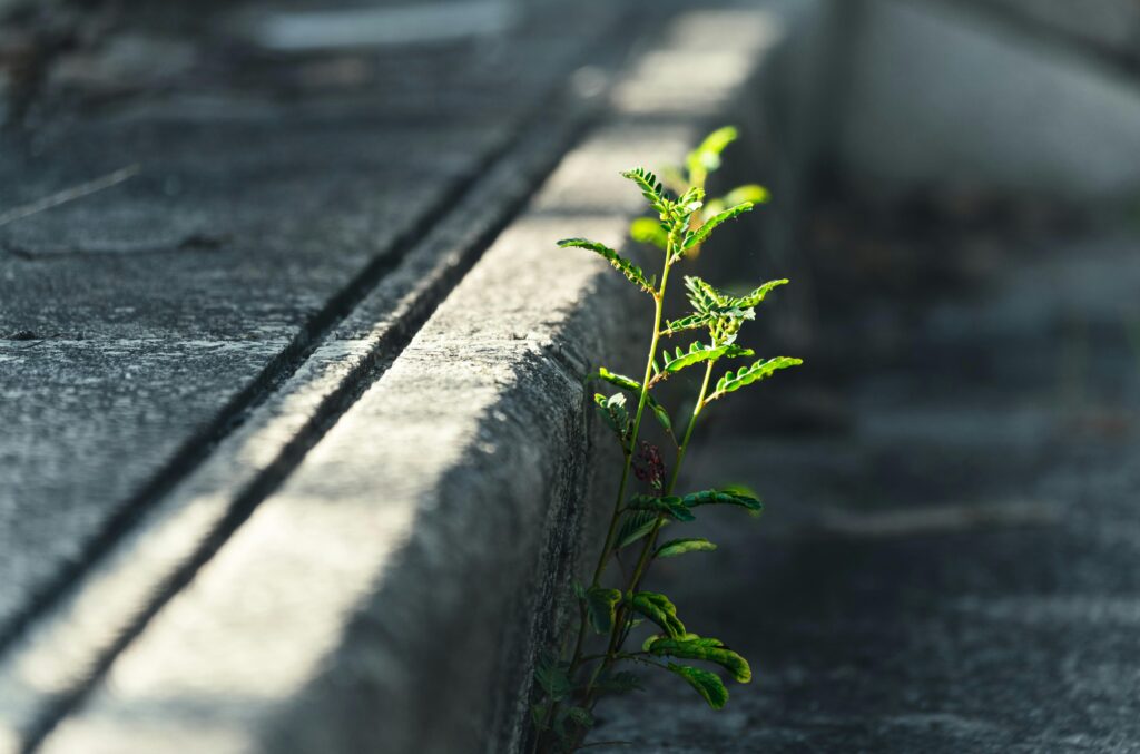 A close-up shot of a vibrant green plant pushing through a jagged crack in a grey concrete pavement. The sharp contrast between the living sprout and the weathered stone symbolizes the resilience of human intuition and the persistence of truth within a hardened landscape of synthetic noise, from the blog "The Cost of Instant Certainty" by Dhrruv Tokas.