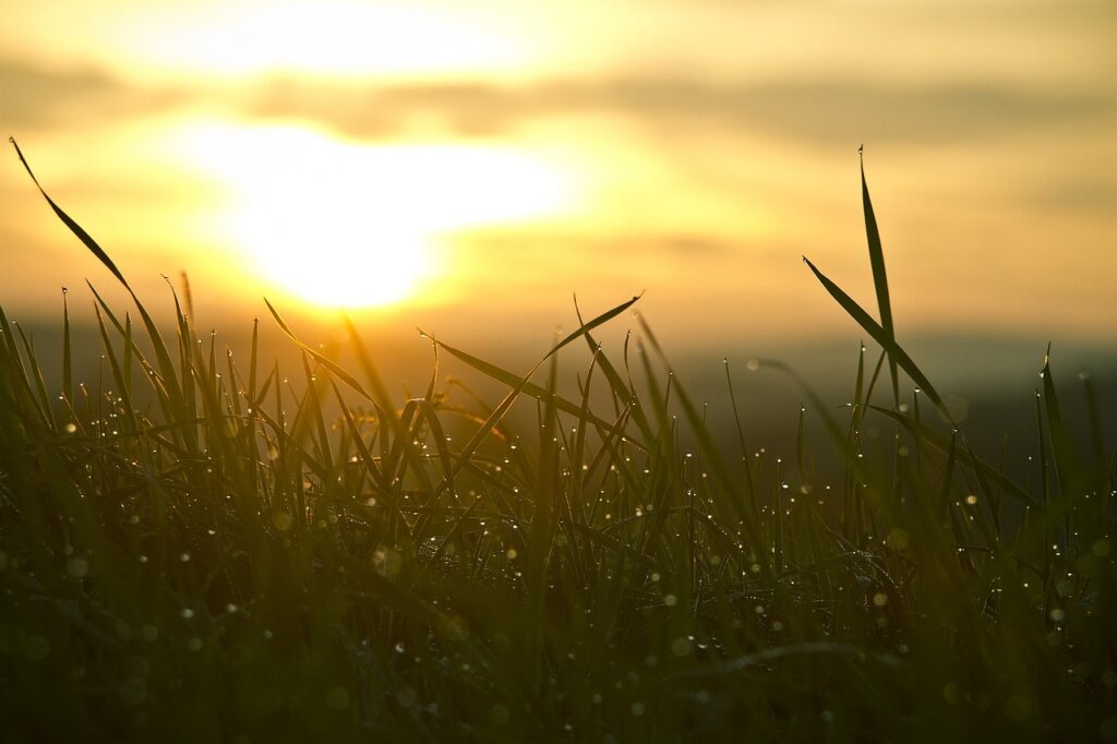 A serene morning scene featuring blades of wild grass backlit by the warm, golden glow of a rising sun. The soft morning sunlight filtering through the atmosphere creates a bright, hopeful haze that beautifully symbolizes a fresh start and the internal room created by letting go of the past, highlighting the theme of new beginnings in the blog "The Habit of Keeping Score" by Dhrruv Tokas.