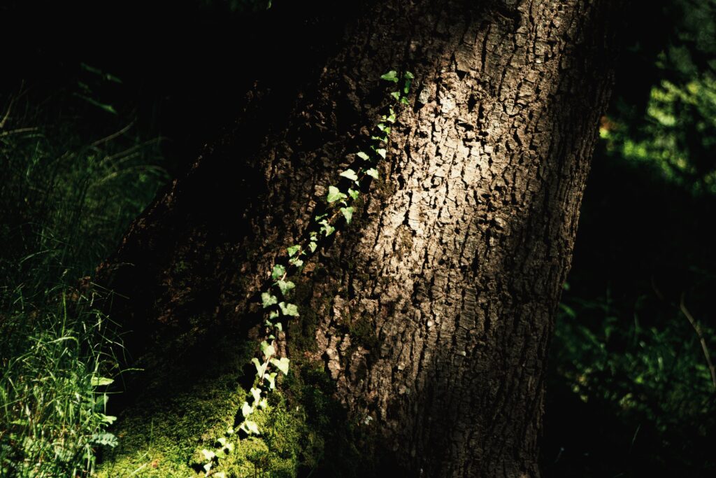 A serene, sunlit forest scene where vibrant green ivy slowly climbs the textured trunk of an ancient, aged tree. The imagery of ivy taking years to patiently weave itself around a steady foundation beautifully symbolizes the slow, cumulative nature of building relational reliance, illustrating the core themes of patience and emotional investment in the blog "The Unfair Math of Trust" by Dhrruv Tokas.