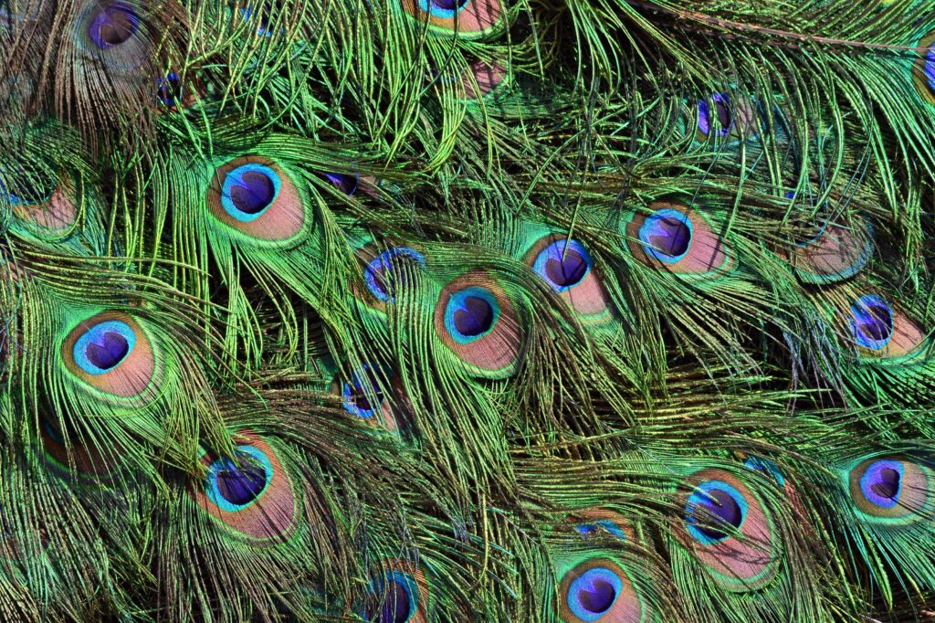 A detailed view of iridescent peacock feathers, showcasing their vibrant colors and intricate, eye-like patterns. The hypnotic, orderly design beautifully symbolizes the human mind's hunger for patterns to soothe internal anxiety in an uncertain universe. The natural symmetry captures how we use ritualistic structures to protect our well-being, highlighting the core themes of nervous system safety in the blog "When the Mind Is Hungry for Patterns" by Dhrruv Tokas.